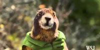 Marmot - Fall In Love With The Outside