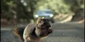 Bridgestone - Squirrel