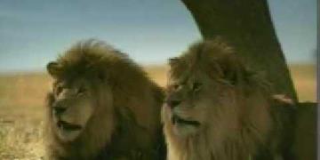 Taco Bell - Lions