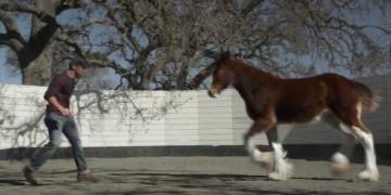 Budweiser - The Clydesdales