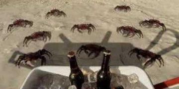 Budweiser - King Crab